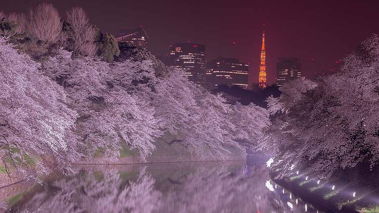 千代田のさくらまつり