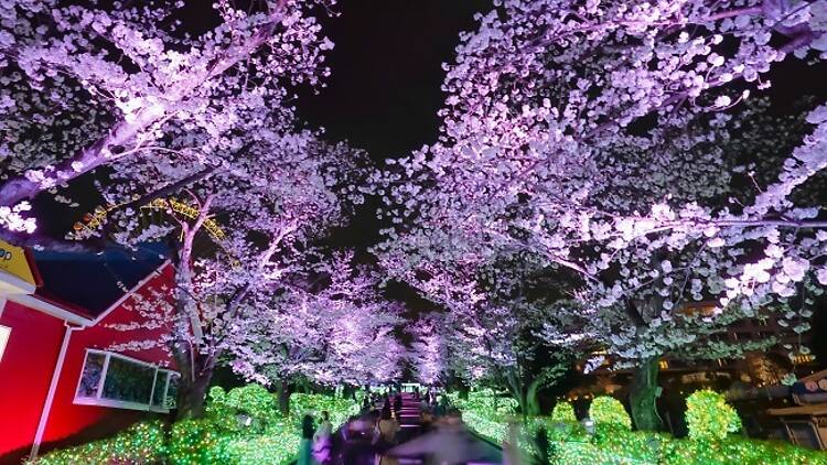 Night Sakura Jewellumination