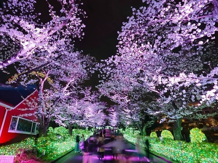 Yozakura Jewellumination