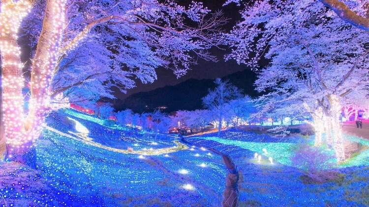 Sagamiko Pleasure Forest Yozakura llumillion
