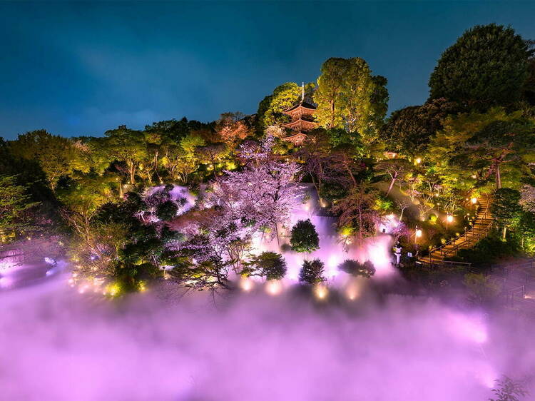 Sea of Clouds and sakura at Hotel Chinzanso Tokyo