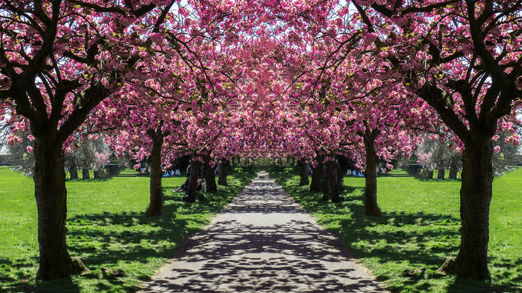 Cherry blossom season at Greenwich Park