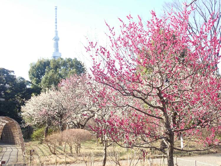 Mukojima Hyakkaen Plum Festival