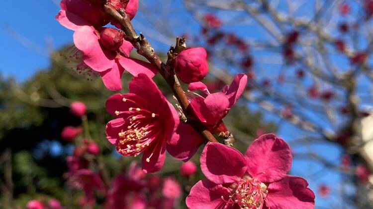 Mukojima Hyakkaen plum festival