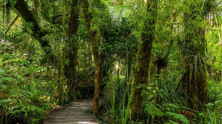 Waipoua Forest, Northland