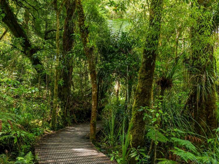 Waipoua Forest, Northland