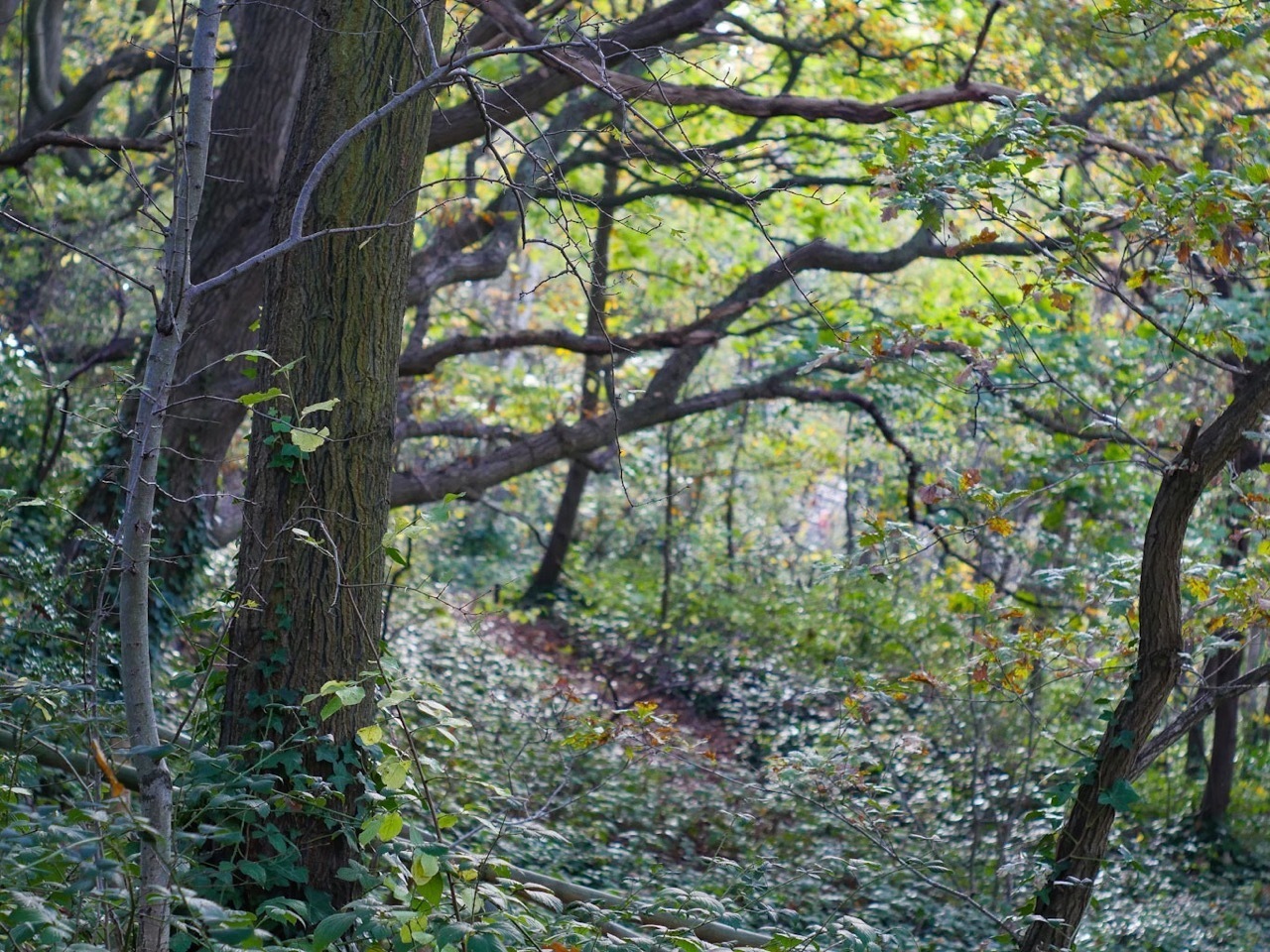 An ancient wood in south London has been saved for the public