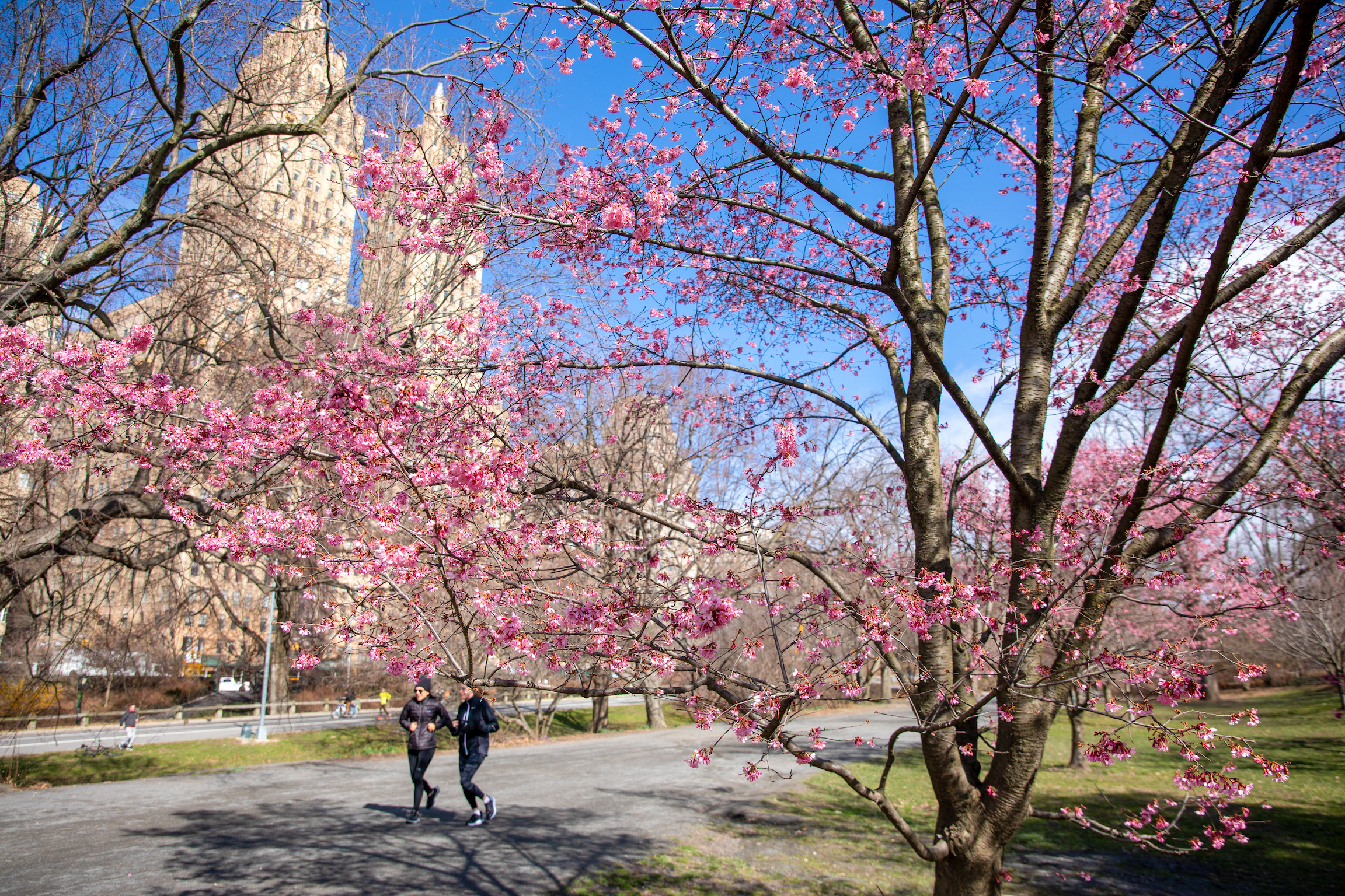 National Cherry Blossom Festival 2019: When is peak bloom, how to go - ABC7  New York