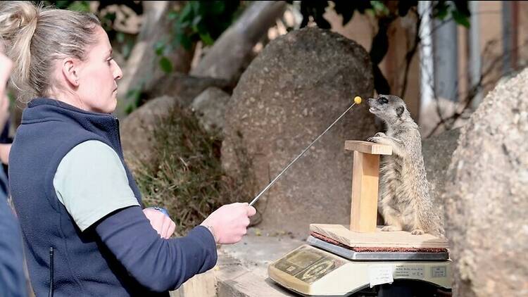 Kelly Hobbes weighing a meerkat at Werribee Open Range Zoo.