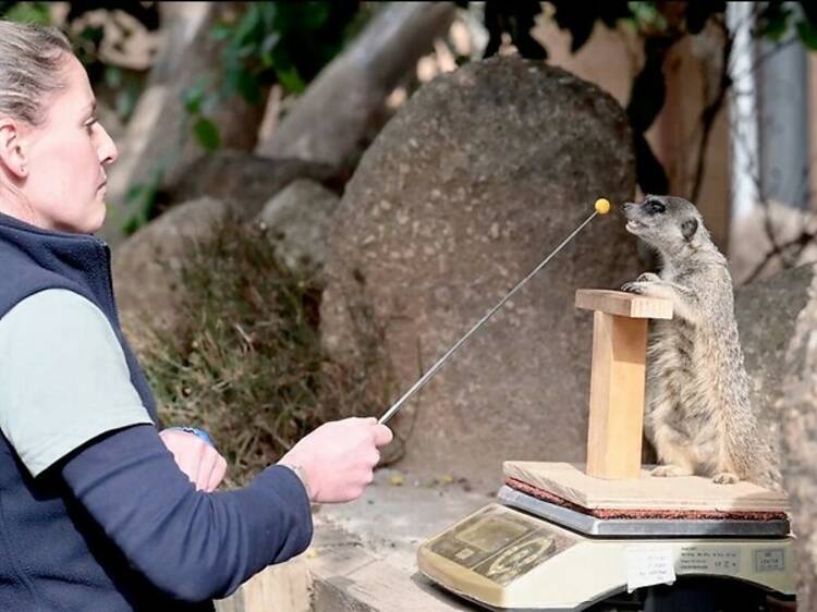 Kelly Hobbes weighing a meerkat at Werribee Open Range Zoo.