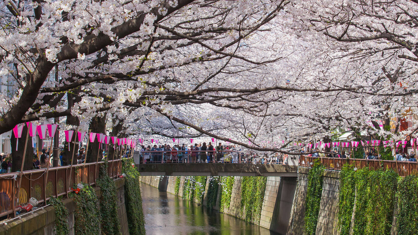 目黒川の桜まつり