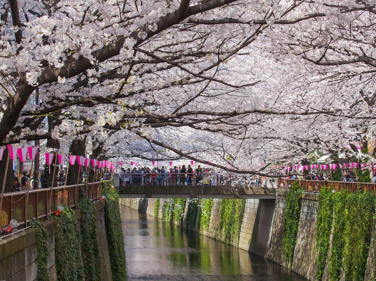 目黒川の桜まつり