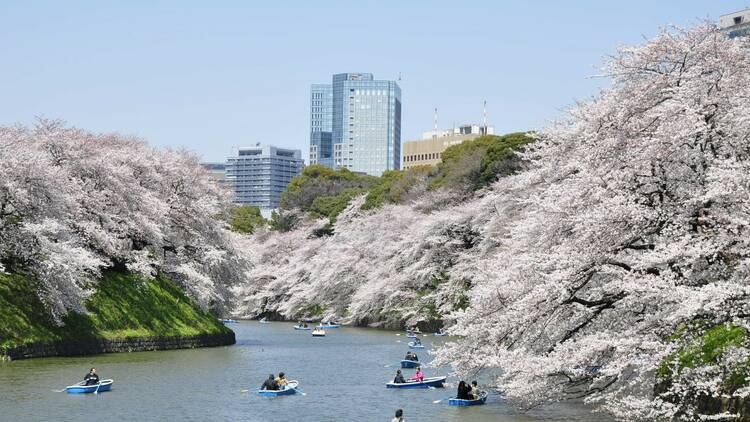 Sakura Festival in Chiyoda