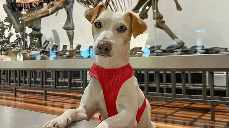 Foto del perro Pipper en su visita al Museo Nacional de Ciencias Naturales