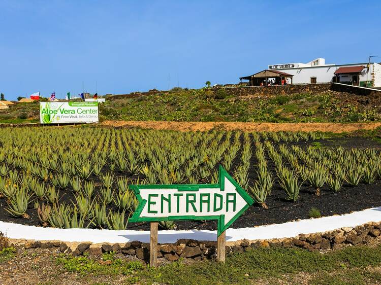 Finca Canarias Aloe Vera