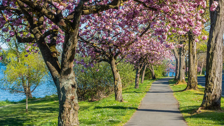 Seattle Cherry Blossoms