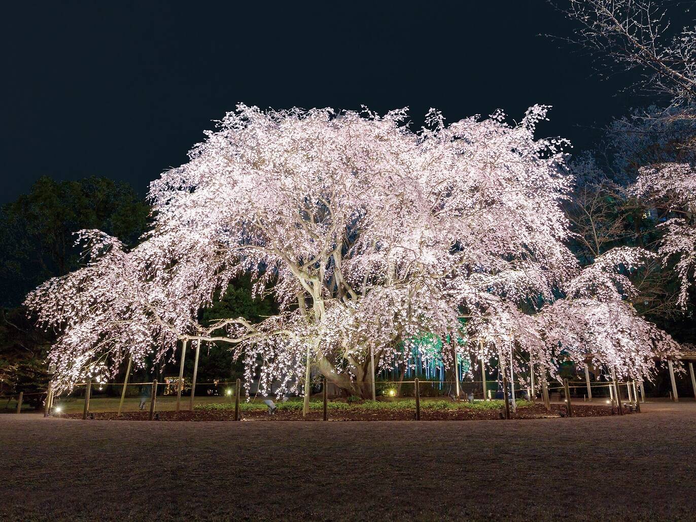 7 best Japanese gardens in Tokyo to enjoy Japan's seasonal beauty