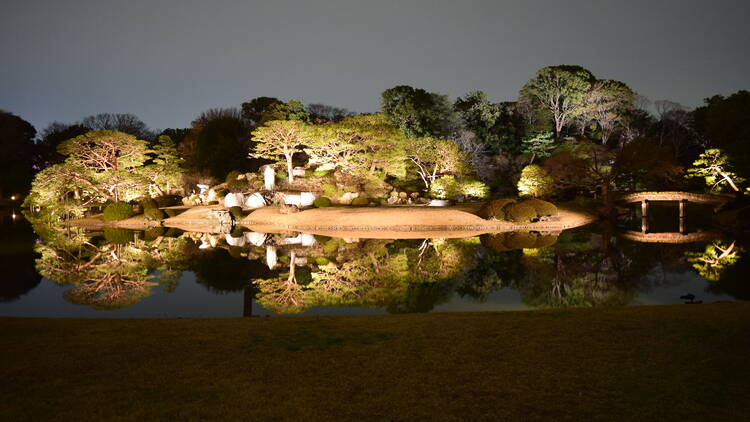 Rikugien Cherry Blossom Illumination