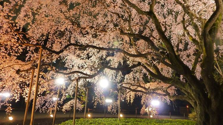 Rikugien Cherry Blossom Illumination