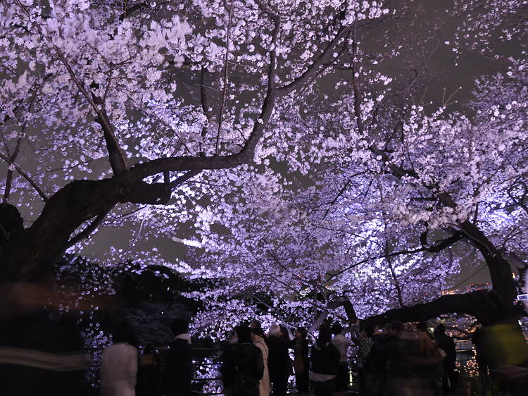 千代田のさくらまつり 千代田のさくらまつり