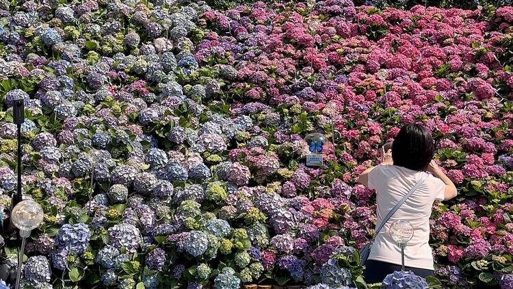 The most beautiful flower viewing spots to visit in Hong Kong