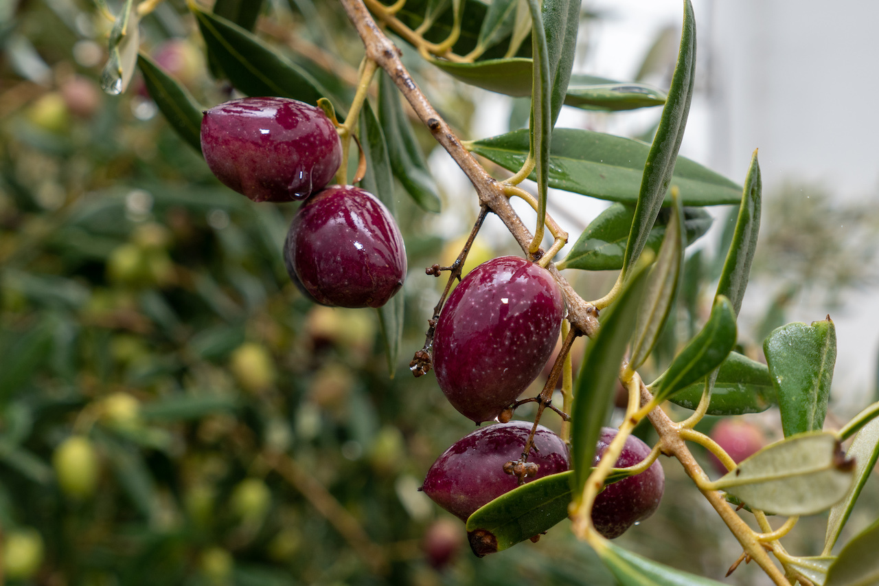 Aceites de Oliva de España cofinanciada por la UE