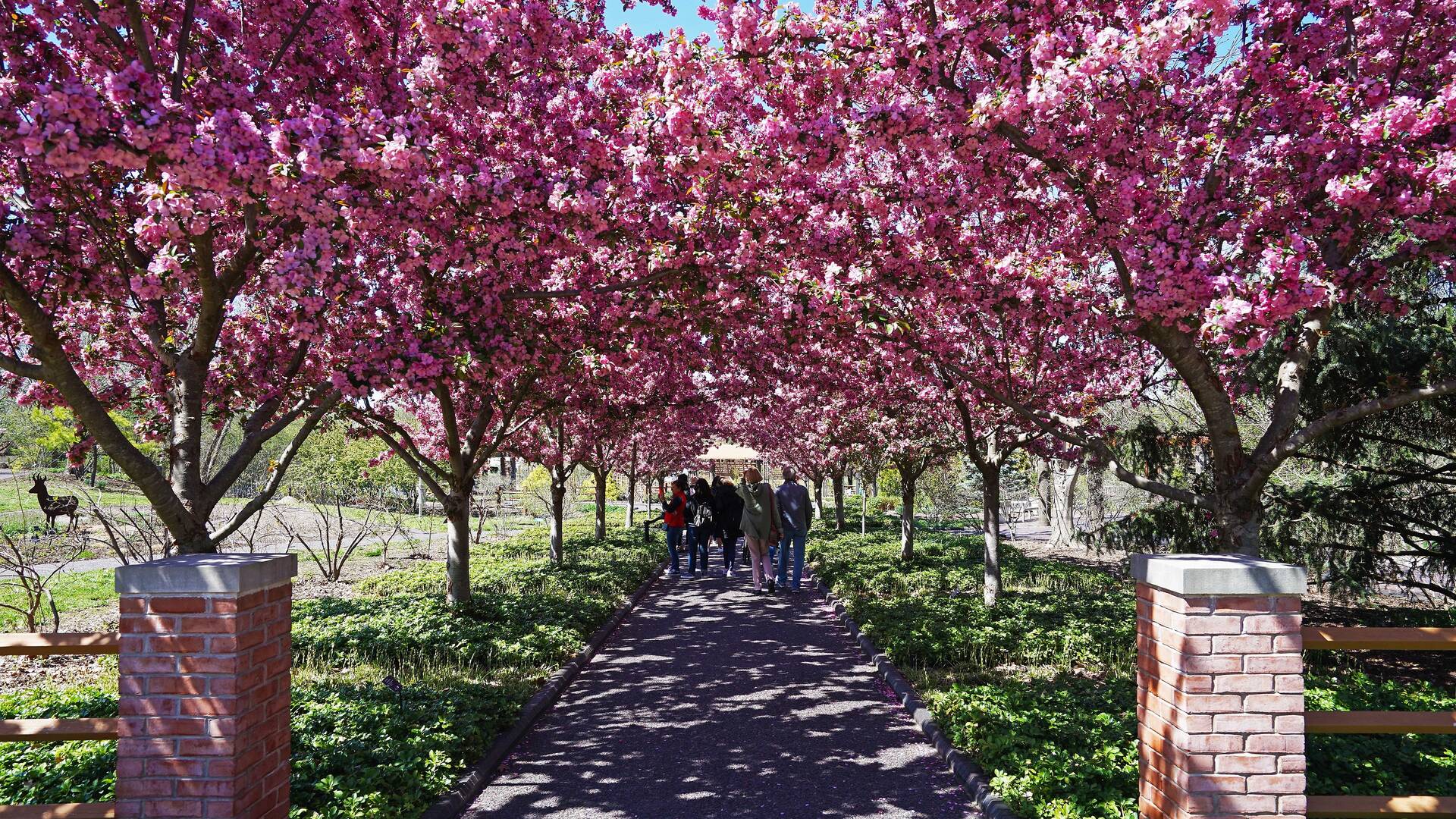 Best Places to View Cherry Blossoms Chicago Tall Ship Windy