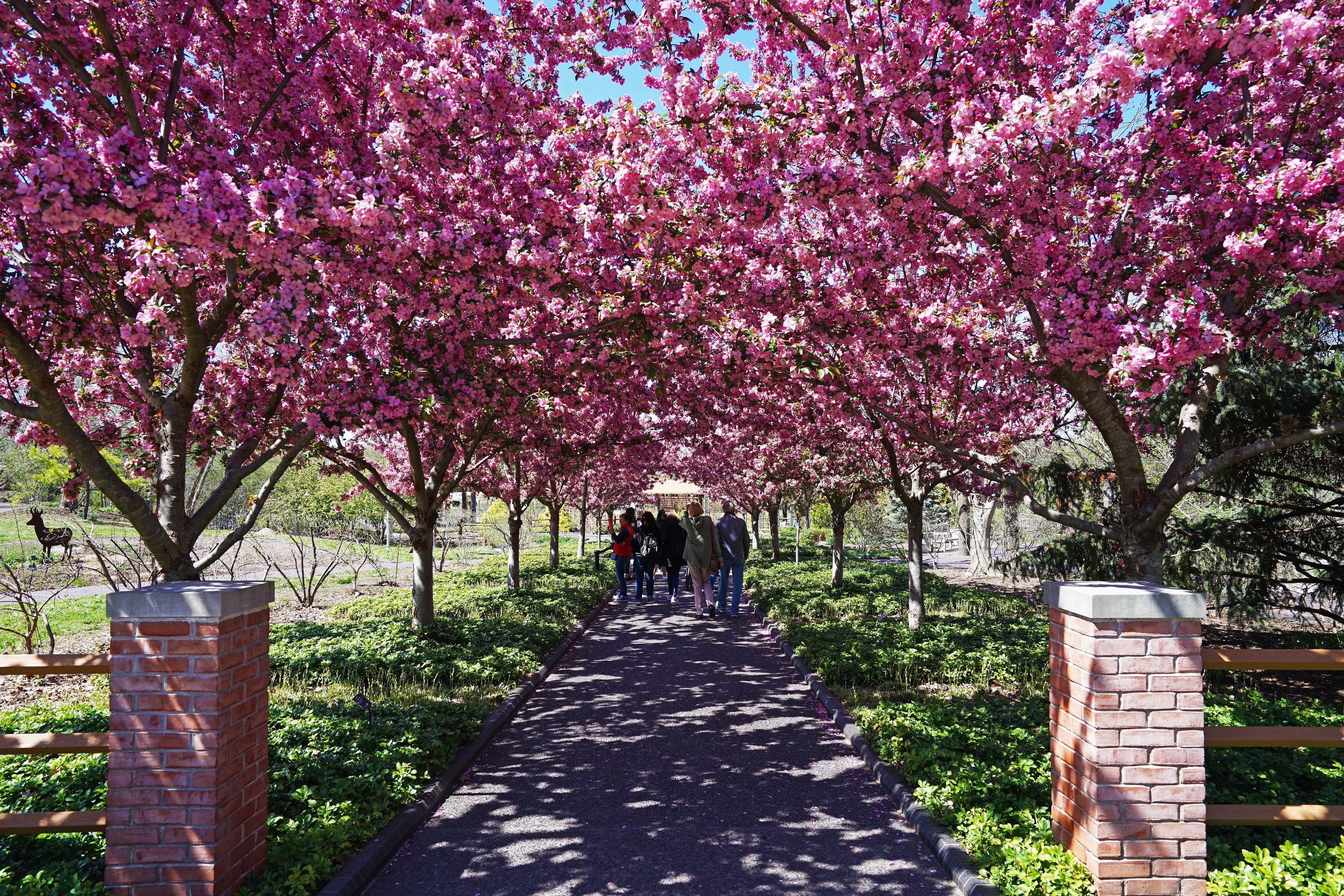 Cherry blossoms: It's nearly time to head to Washington