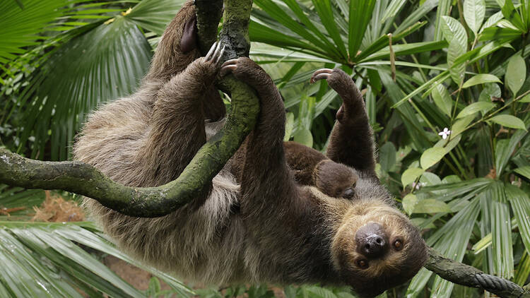 Linne_s Two-toed Sloth