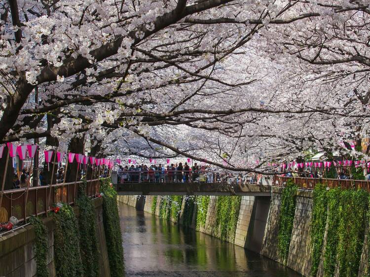 東京、桜まつり・花見イベント2023