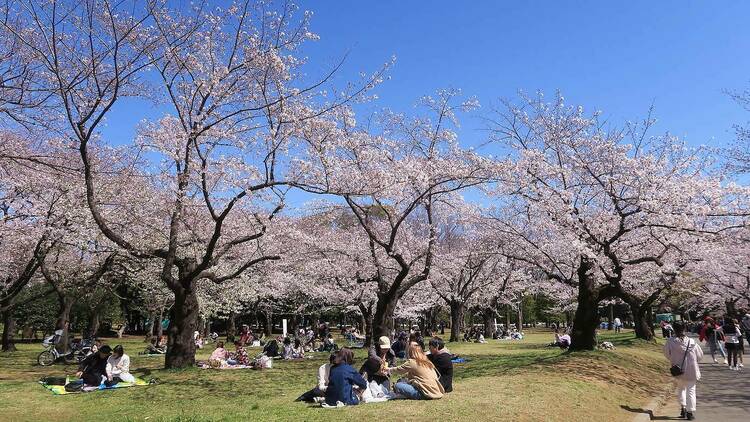 An undated stock photo of a hanami party at Yoyogi Park