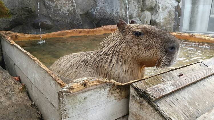 Capybaras at Nasu Animal Kingdom, Tochigi prefecture