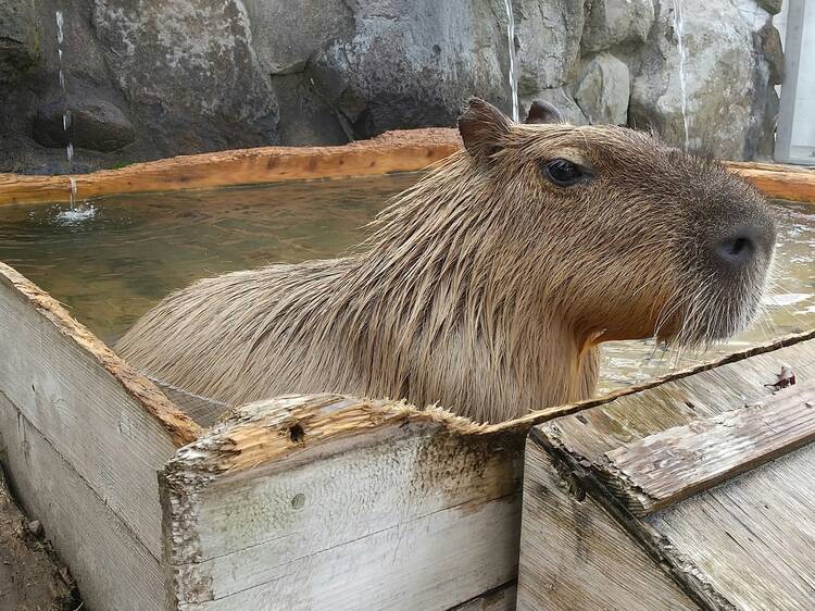 Capybaras at Nasu Animal Kingdom, Tochigi prefecture