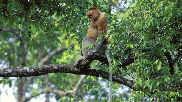 A proboscis monkey by the Kinabatangan River
