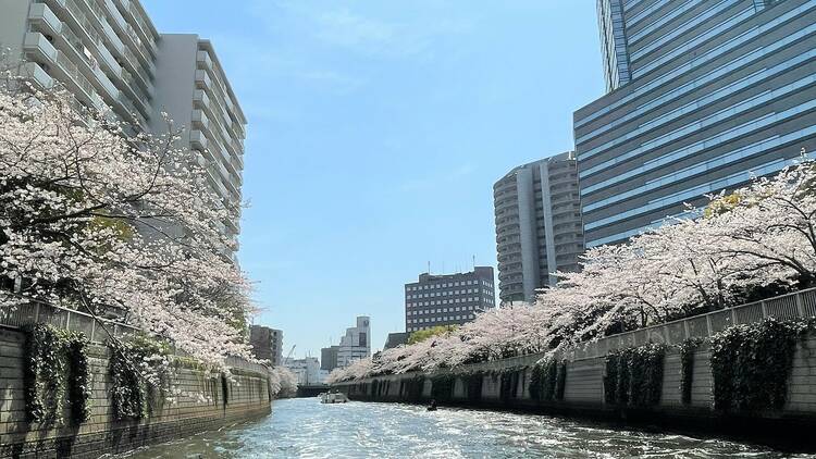 Meguro River Ohanami Chandon Cruise