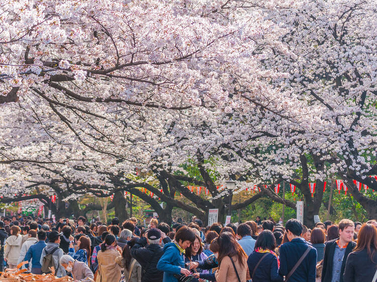 うえの桜まつり