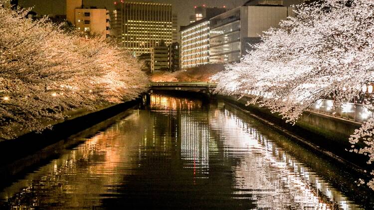 Oedo Fukagawa Sakura Festival お江戸深川さくらまつり