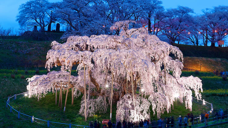 三春滝桜（福島）