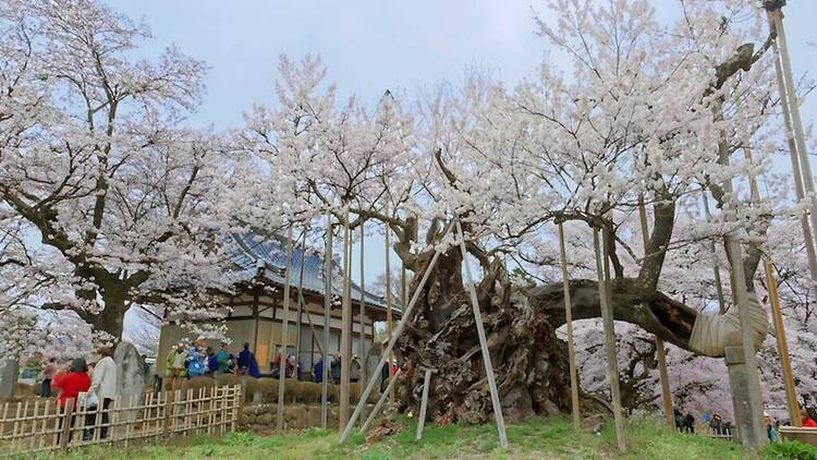 山高神代桜（山梨）