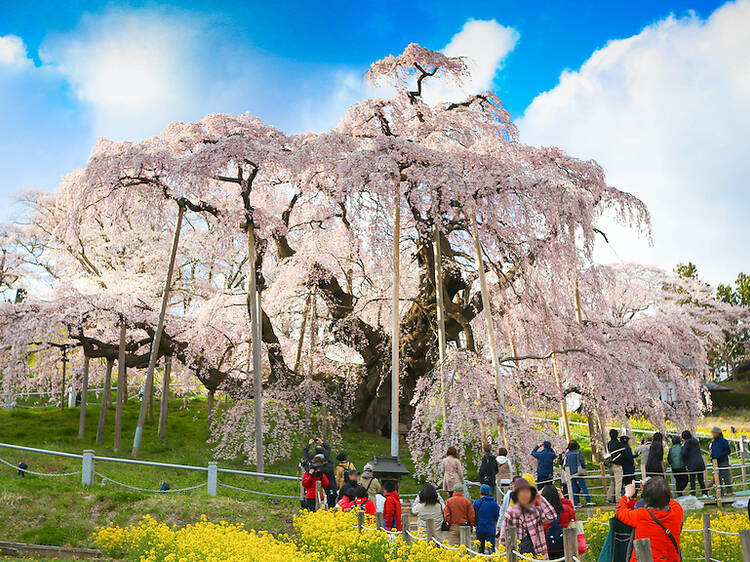 この春見に行きたい、日本を代表する三大桜