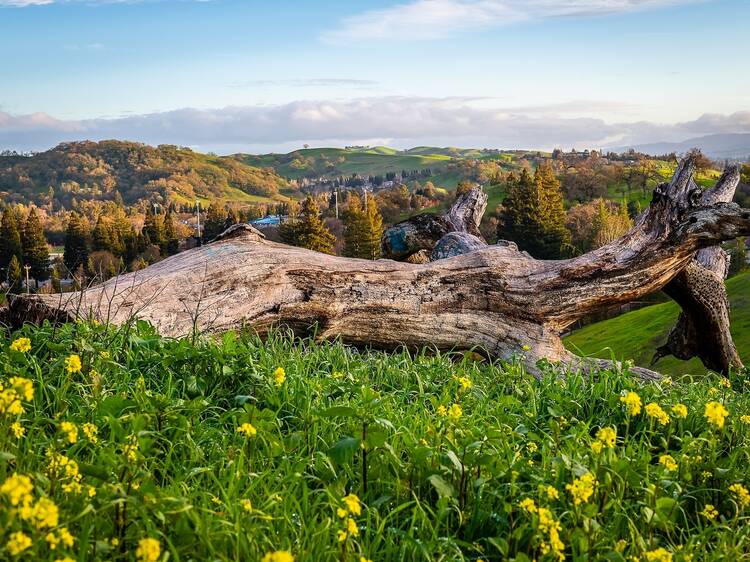 The best wildflower hikes in the Bay Area