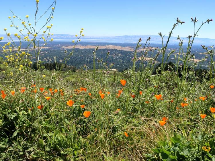 Windy Hill
