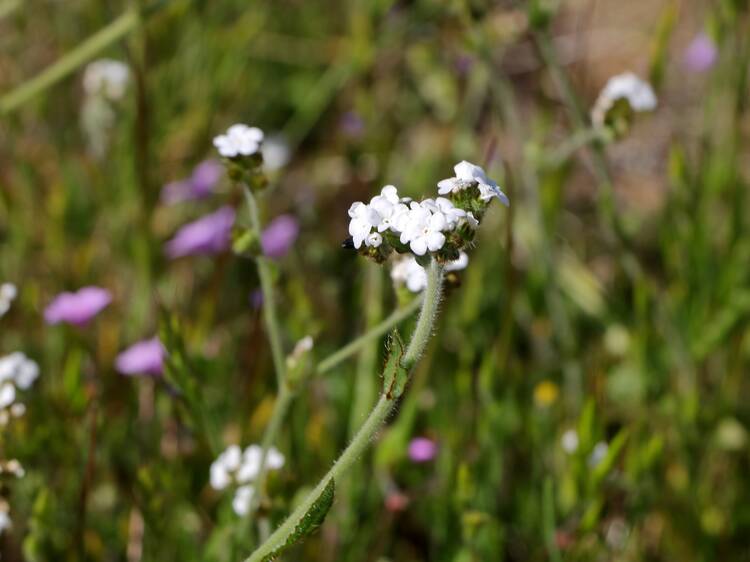 Sunol Regional Wilderness