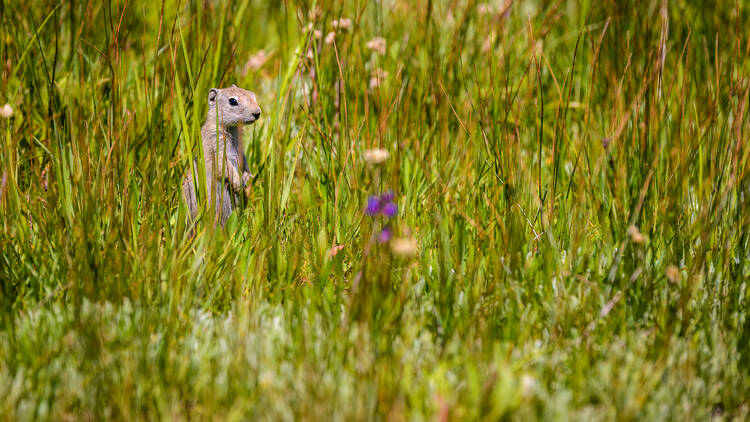 Chipmunk in Yosemite National Park, California