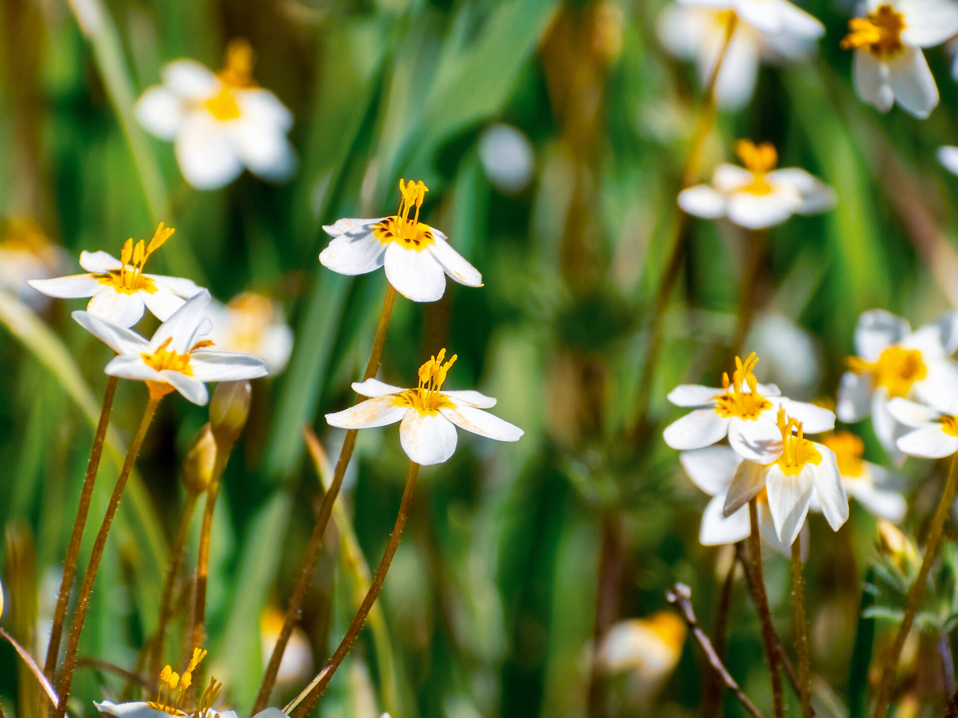 9 Best Wildflower Hikes in the Bay Area