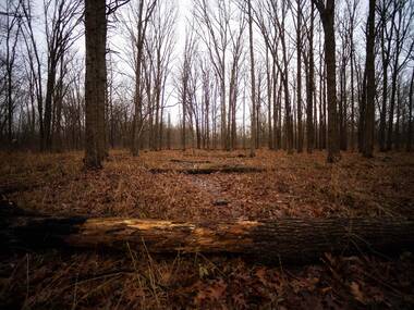 LaBagh Woods LaBagh Woods