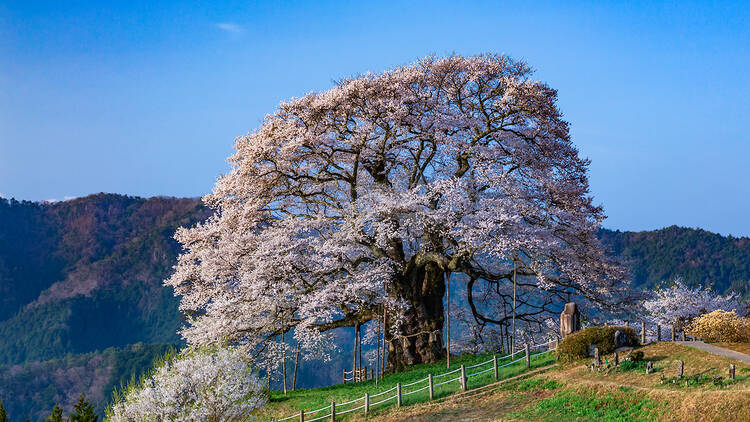 Daigozakura, Okayama