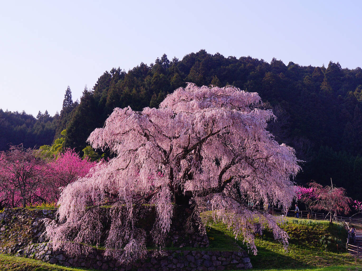 The 6 greatest cherry blossom trees of Japan and where to see them