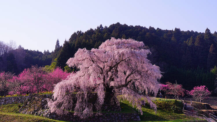 Matabei Sakura, Nara