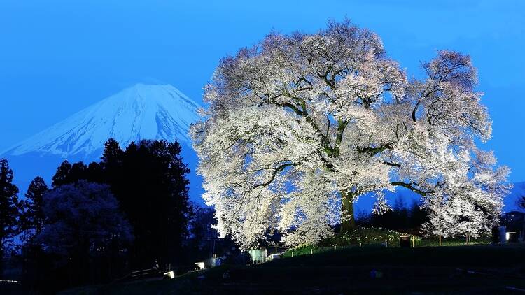 Wanitsuka no Sakura, Yamanashi